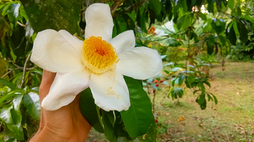 A large flower with six petals and many dark yellow stamens. Someone's left hand is holding the branch behind the flower and provides some scale; the flower is about the size of an adult's hand spread wide.