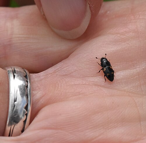 Picture of one of the identifies beetle species Glischrochilus quadrisignatus