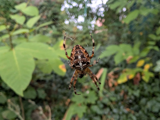 A spider sitting on its net in front of greenery.