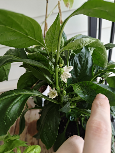 A closeup of two blooms nestled between the leaves of a pepper plant. One fully open, the other starting to open up
